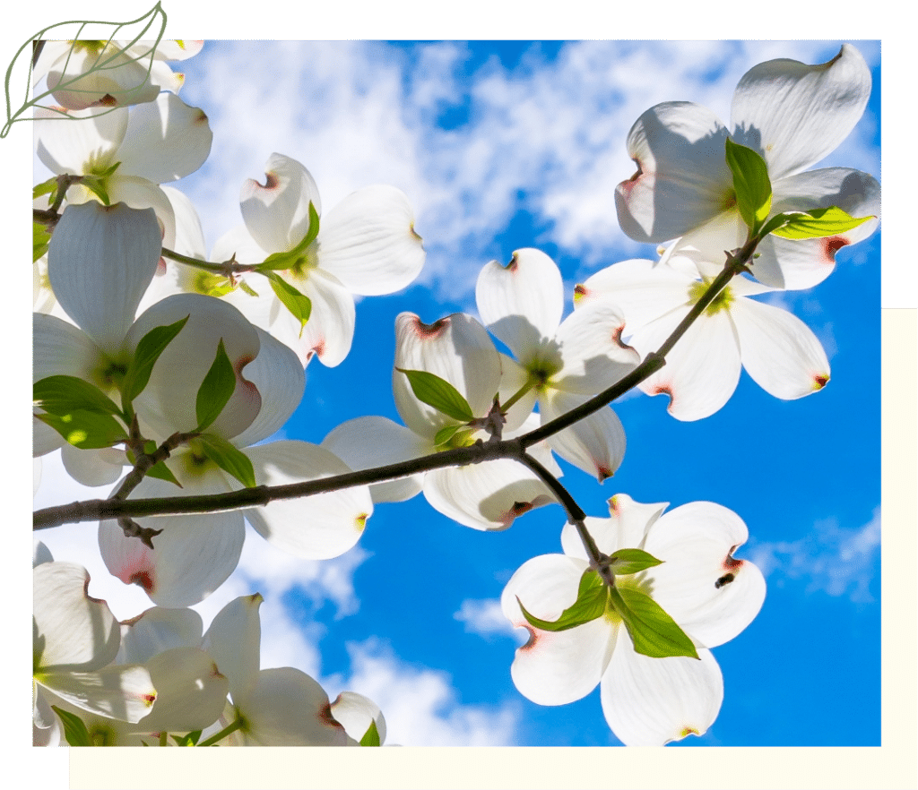 Dogwood Flowers in the Sun