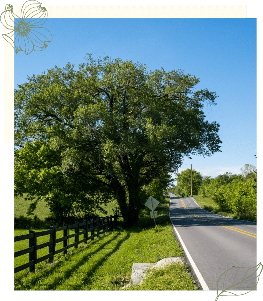 Scenic Road with Tree