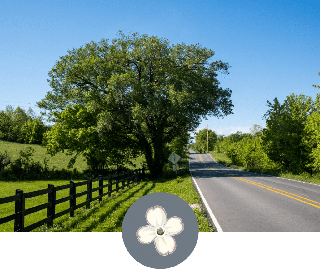 Tree and fence next to the road